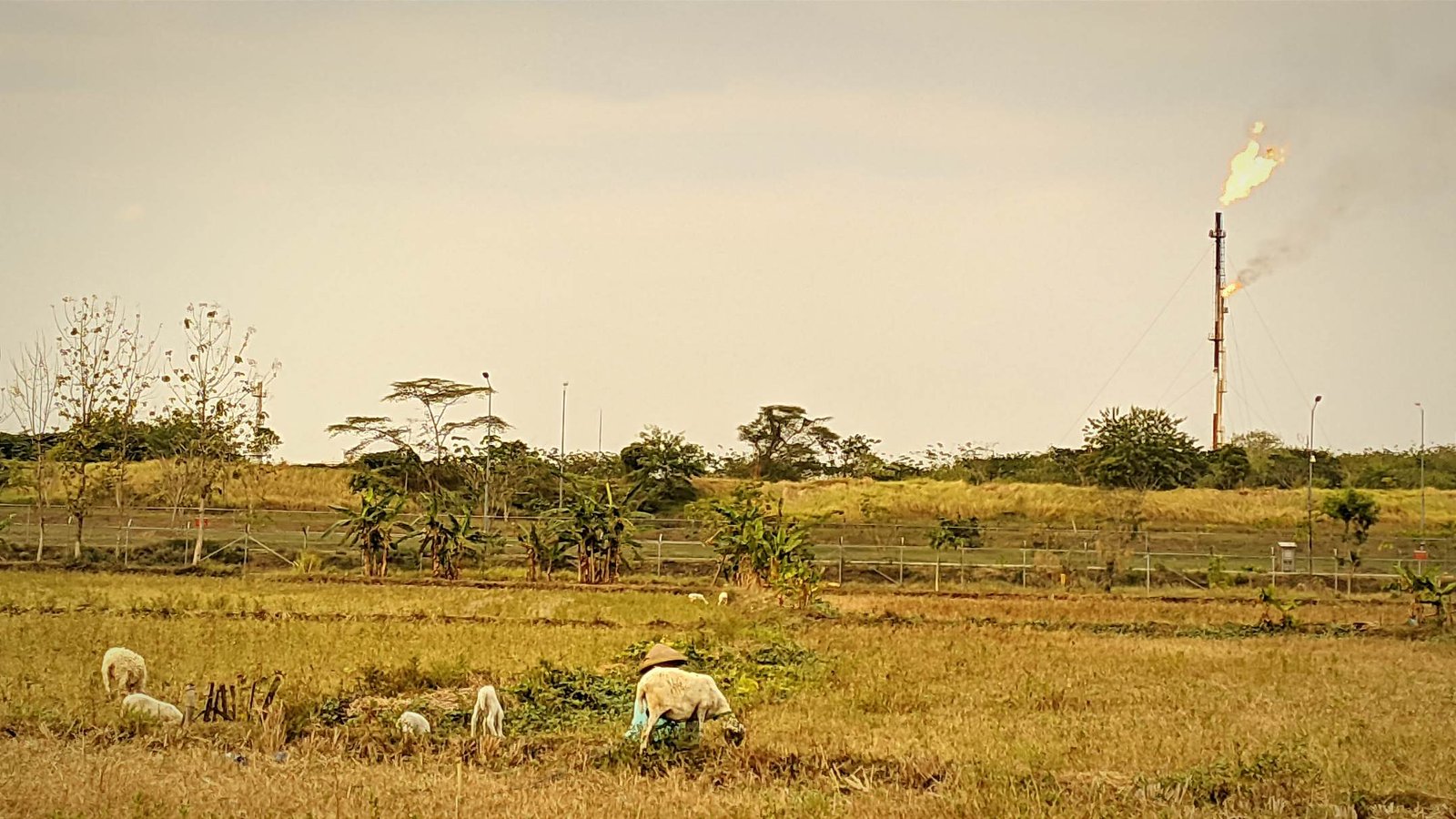 BMKG Prediksi Bojonegoro Mulai Kemarau Akhir April, Puncaknya Agustus