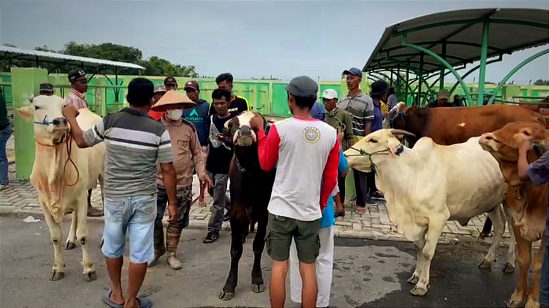 Ketersediaan Hewan Kurban di Bojonegoro Capai 55.576 Ekor