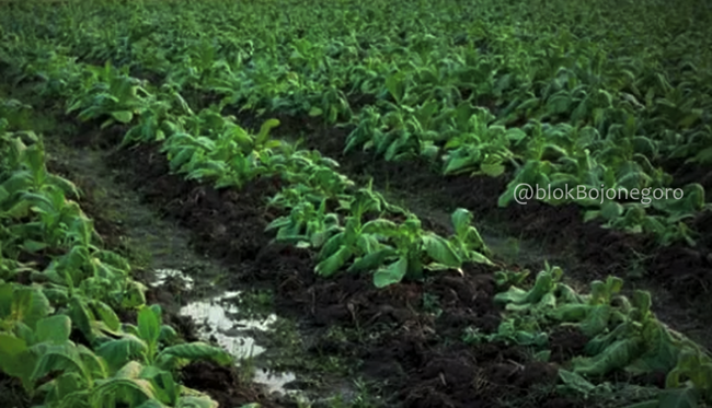 Sempat Sentuh Rp50.000/Kg, Harga Tembakau Tinggal Rp35.000/Kg