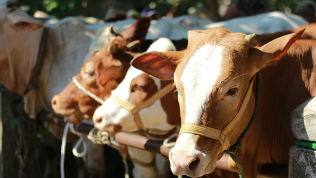 Satu Kambing, Dua Niat, Apakah Bisa?