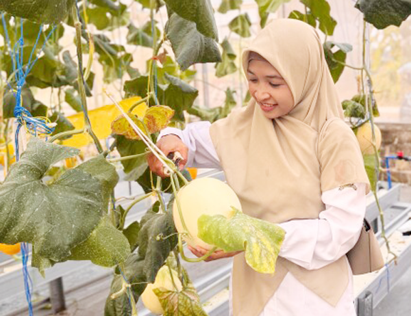 El Farm Sambongrejo Buka Wisata Petik Melon, Melon...