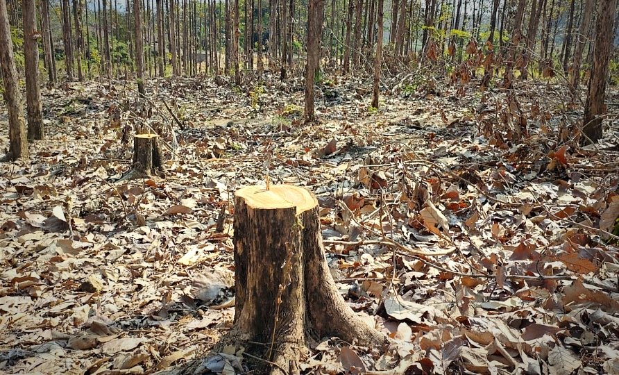 Puluhan Pohon Jati di RPH Sukun Bojonegoro Hilang...