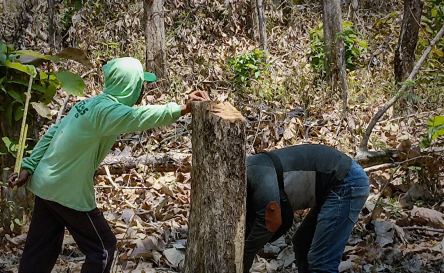 Dugaan Illegal Logging di Bojonegoro, Polisi Belum Beberkan...