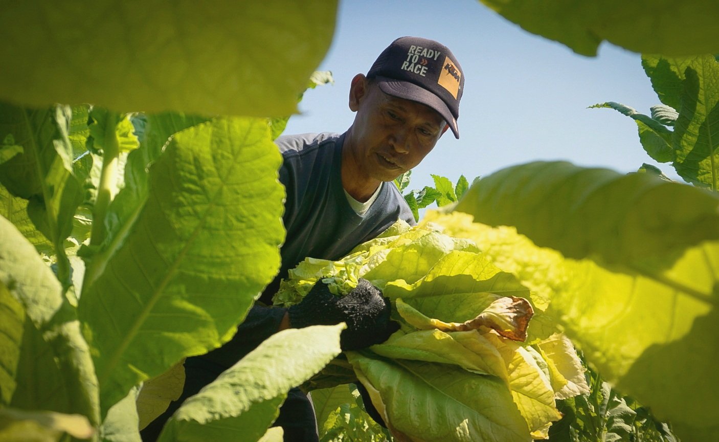Tembakau Bojonegoro Rp43 Ribu per Kilogram, Petani Masih...
