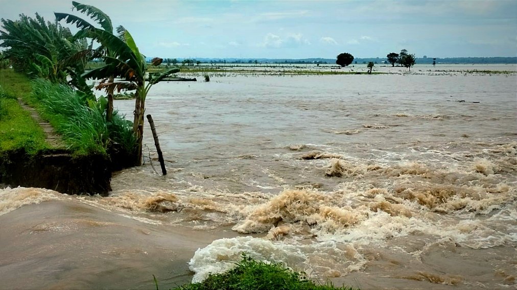 Banjir Rendam Ratusan Hektare Padi Baru Tanam, Petani di Bojonegoro Rugi Rp6,8 Miliar