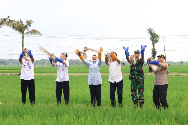Lawan Tikus, Perbanyak Rumah dan Burung Hantu