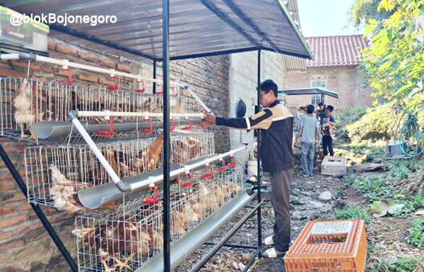 GAYATRI Bojonegoro, Ayam Mulai Bertelur