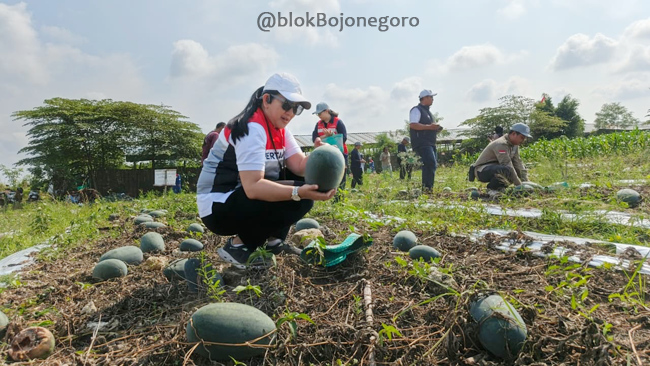 Semangka di Tengah Hutan Ngasem Bojonegoro