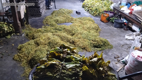 Hujan Terus Mengguyur, Harga Tembakau Mulai Jatuh