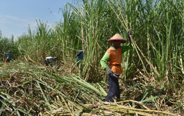Target 5.000 Hektare, Bojonegoro Siap Sukseskan Program Bongkar Ratoon dan Perluasan Lahan Tebu