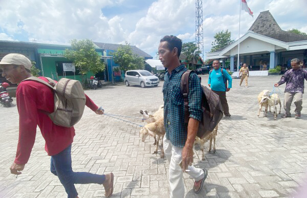 Ditambah, Penerima Domba Kesejahteraan Tahun 2026 Jadi 3.325 KPM