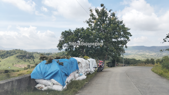 Produksi Jagung di Sekar Turun, Harga "Kalah" dari...