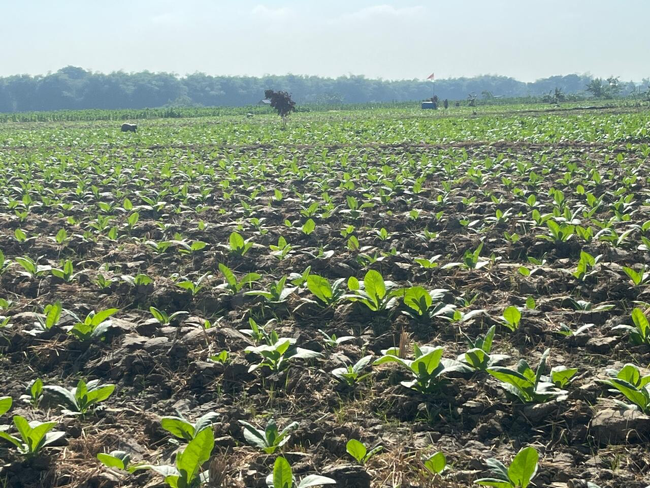 526.925 Kg Pupuk NPK Telah Diterima Petani Tembakau...