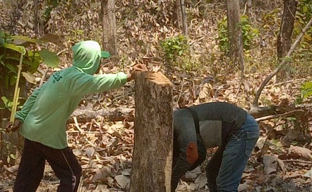 Puluhan Pohon Jati Hilang, KPH Bojonegoro Periksa Petugas,...