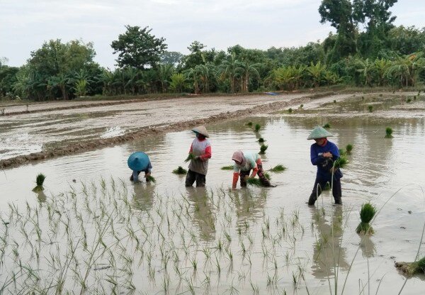 Membangun Ketahanan Pangan dari Kearifan Lokal