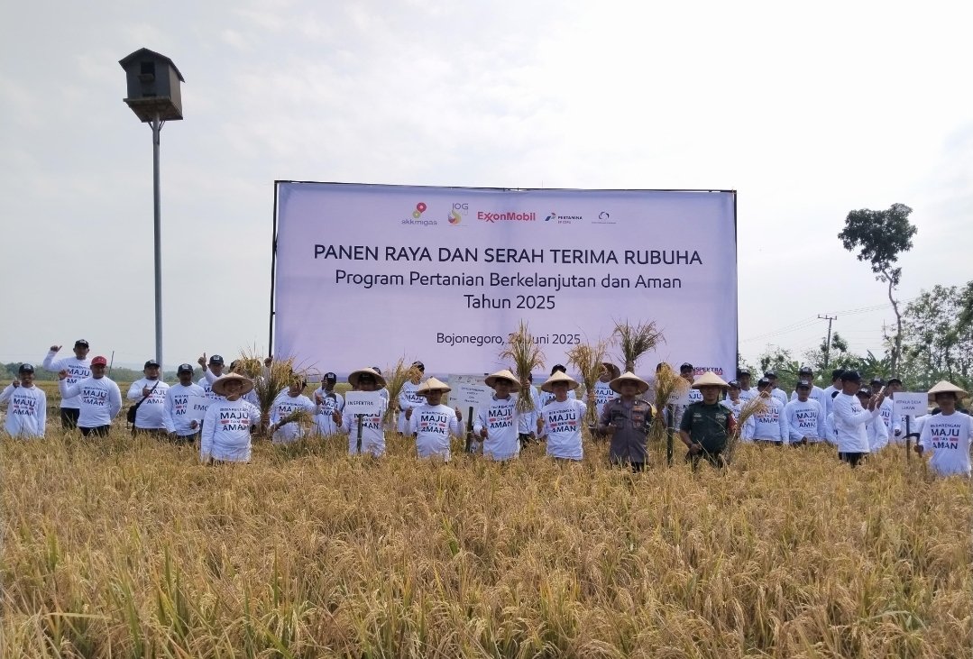 Petani Bojonegoro Panen Raya, Harapan Baru Redam Tikus dan Hemat Biaya