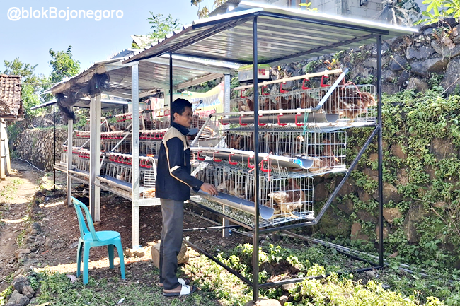 Tips Merawat Ayam Petelur Agar Sehat Maksimal